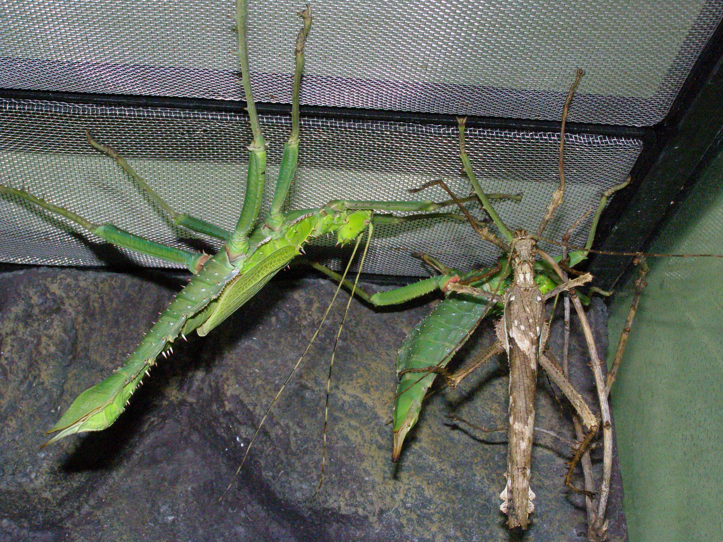 Heteropteryx dilatata- adulti