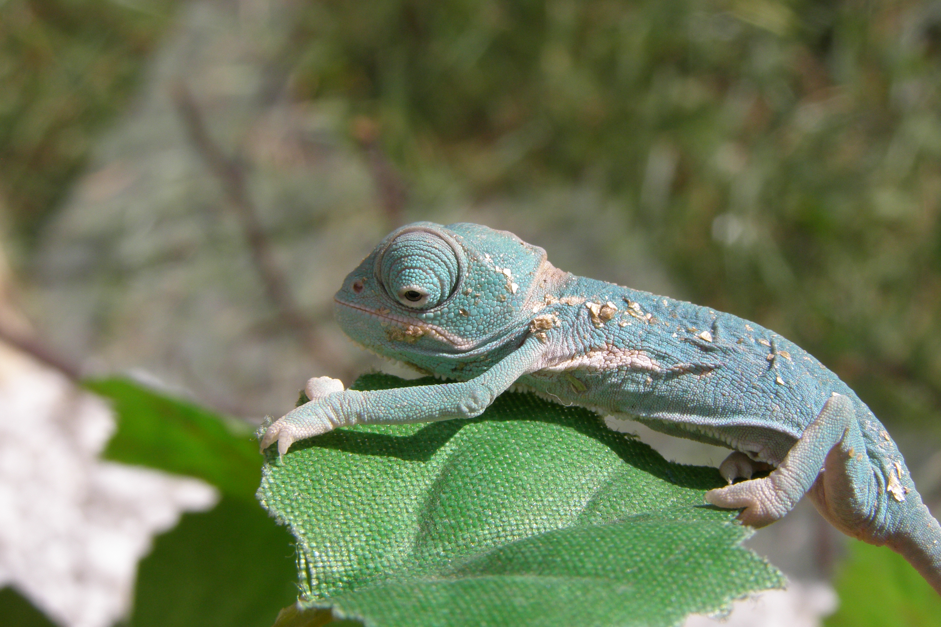 Chamaeleo calypthratus