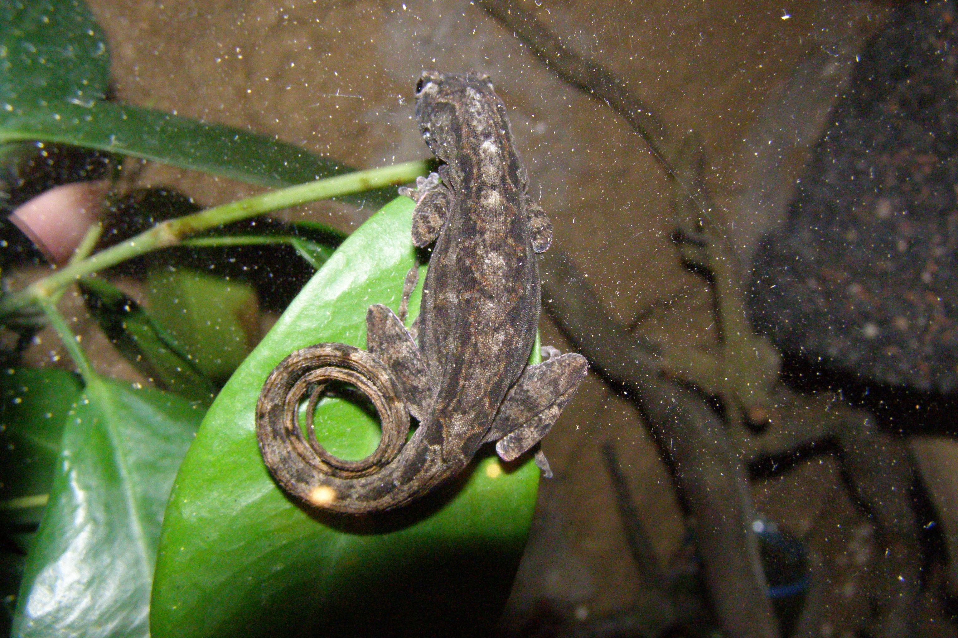 Anolis sagrei-samec