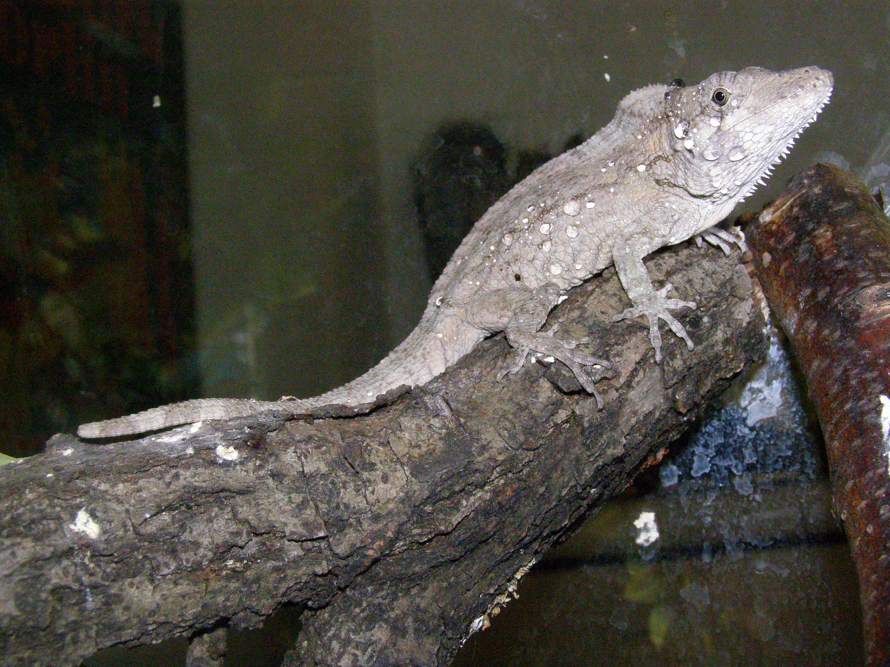 A.barbatus -samec