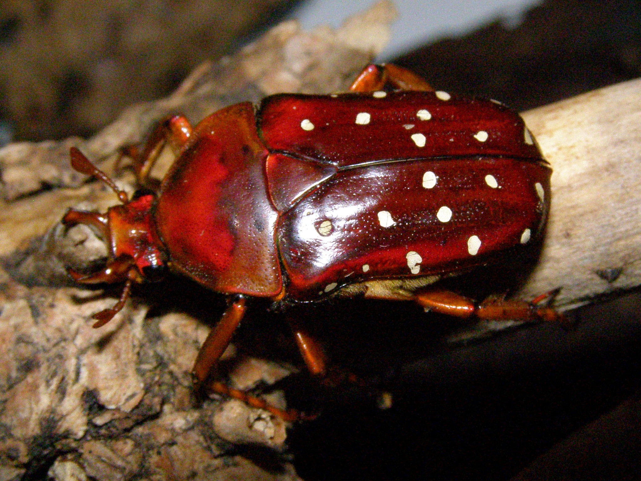 Stepanorrhina adelpha- samec